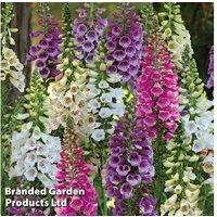 Foxglove 'Dalmatian Mixed' Flowering Perennial Pots - Up to 3 Pack