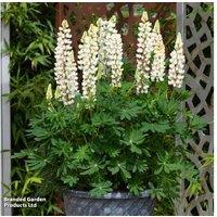Lupin 'Legendary White Shades' Dwarf Perennial - Compact, Flowering, Pest-Resistant