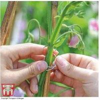 Galvanised Metal Sweet Pea Plant Support Rings - 35mm Durable Reusable Garden Tool
