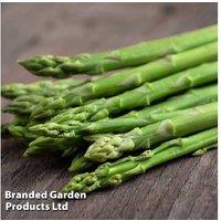 Asparagus officinalis 'Mondeo' - High-Yield Perennial Vegetable Plant