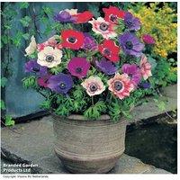 175 Summer Anemone Rainbow Flowering Bulbs - Perennial Mix