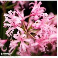 Summer Flowering Perennial Plant Bumper Mix - Vibrant Garden Colour Selection
