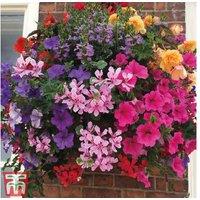 Flowering Hanging Basket Mixed Plants - Summer Annual Collection