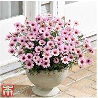 Argyranthemum 'GranDaisy Pink' Flowering Marguerite Plug Plants - 5 or 10 Pack