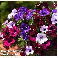 Petunia 'Sky Mix' Flowering Bedding Plants - 8 or 12 Plug Plants