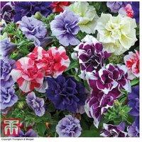 Petunia 'Frills & Spills' Double Flowering Bedding Plants - Trailing, British Bred, Weather Resistant