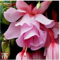 Fuchsia 'Pink Elephant' Flowering Plug Plants - 5 or 10 Pack