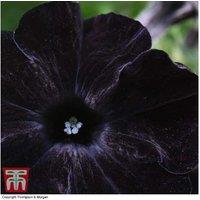 Petunia 'Back to Black' Flowering Bedding Plants - Up to 20 Plug Plants