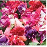 Fuchsia 'Deluxe Giant Marbled' Trailing Flowering Collection - Large Blooms, Summer Colour