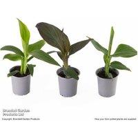 Canna Cannova Trio Flowering Perennial - 3 or 6 Plants, Exotic Blooms