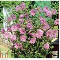 Lavatera x clementii 'Rosea' Flowering Shrub - 1 or 3 Plants