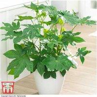 Fatsia Japonica Evergreen Shrub - Hardy, Fast-Growing, Lush Foliage