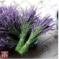 Lavender 'Phenomenal' Hardy Perennial - Fragrant Potted Plant