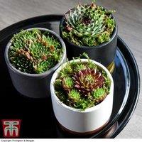 Mini Sempervivum Mixed Succulent Plants - Hardy, Drought-Tolerant Houseleeks (5 or 10 Pack)