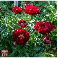 Peony 'Buckeye Belle' Perennial - Scarlet Flowering Garden Plant