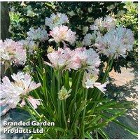 Agapanthus 'Blush Pink' Perennial - Flowering, Drought Tolerant Plant