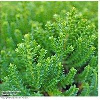 Hebe 'Emerald Green' Evergreen Shrub - Compact, Flowering, 40cm