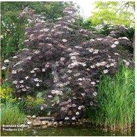 Sambucus nigra 'Black Lace' Elder - Flowering Shrub, 1 or 3 Plants