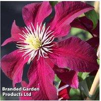 Climbing Clematis Niobe - Perennial Flowering Vine, Deep Red Blooms