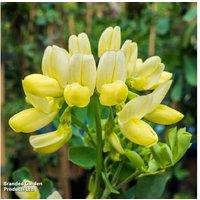 Coronilla Citrina Evergreen Flowering Shrub - 1, 2 or 3 Plants in 9cm Pots