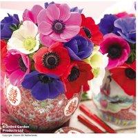 Anemone De Caen Flowering Bulbs - Vibrant Perennial Mix (20 or 40 Pack)