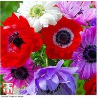 Anemone Coronaria 'St Brigid' Double Flowering Perennial - 150 Bulbs