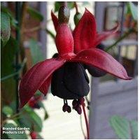 Fuchsia 'Blackberry' Flowering Plug Plants - Hardy, Cascading Variety (Up to 20 Plants)