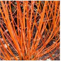 Cornus 'Midwinter Fire' Shrub - Hardy, Year-Round Colour, 9cm Pot