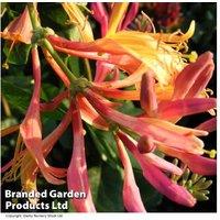 Honeysuckle Gold Flame Flowering Climber - Fragrant, Hardy Perennial
