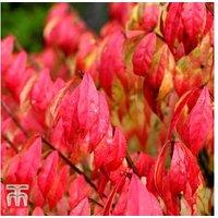 Euonymus alatus 'Compactus' - Dwarf Deciduous Shrub, Autumn Colour, 1.5m