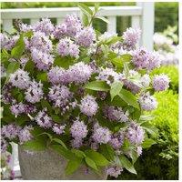 Deutzia 'Raspberry Sundae' Flowering Shrub - Compact, Fragrant, 9cm Pot