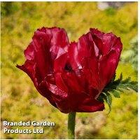 Poppy 'Red Rumble' Hardy Perennial - Vibrant Flowering Plant