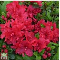 Azalea japonica 'Mother's Day' - Evergreen Flowering Shrub in 9cm Pot