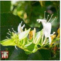 Japanese Honeysuckle 'Hall's Prolific' - Flowering Climbing Shrub