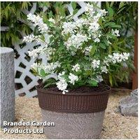 Exochorda 'Blushing Pearl' Flowering Shrub - Hardy, Deciduous, Compact