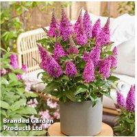 Buddleja Butterfly Candy Little Cerise Flowering Shrub - Attracts Pollinators, 9cm Pot