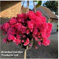 Pink Cascading Azalea Shrub - Rhododendron 'Bright Fuchsia', Hardy, 19cm Pot