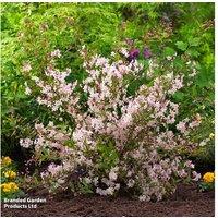 Deutzia x hybrida 'Tokyo Delight' Flowering Shrub - Compact, Low Maintenance