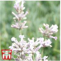 Pink English Lavender 'Rosea' - Evergreen Flowering Shrub, 60cm