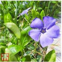 Vinca minor 'Bowles's Variety' - Evergreen Perennial Ground Cover