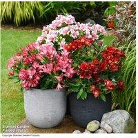 Alstroemeria 'Pink Passion' Perennial Flowering Plant - Long-Lasting Pink Blooms