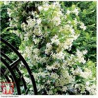 Trachelospermum jasminoides Evergreen Flowering Climbing Plant