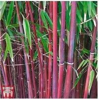 Umbrella Bamboo 'Asian Wonder' Outdoor Privacy Screen Plant - Hardy, Non-Invasive, Fast-Growing
