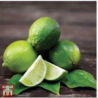 Citrus aurantifolia 'Tahiti' Lime Tree - Potted, Evergreen, Fruit-Bearing