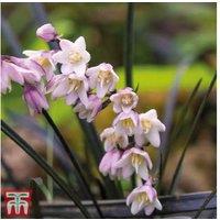 Black Perennial Grass - Ophiopogon planiscapus 'Nigrescens', Evergreen, 20cm