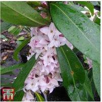 Daphne 'Perfume Princess' Flowering Shrub - Fragrant Spring Blooms