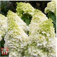 Hydrangea paniculata 'Magical Moonlight' Flowering Shrub - Large Conical Blooms