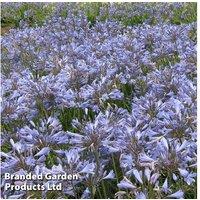 Agapanthus 'Blue Storm' - Hardy Flowering Perennial, 76cm, Patio & Border Plant