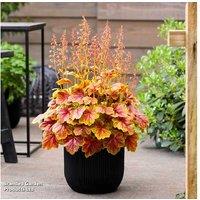 Heuchera 'Eternal Flame' Hardy Perennial - Colourful Foliage Plant