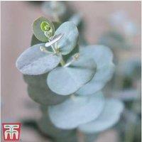 Dwarf Eucalyptus gunnii 'Azura' Evergreen Shrub - Compact Cider Gum